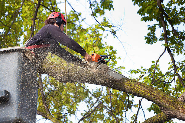 Trusted Chelan, WA Tree Services Experts